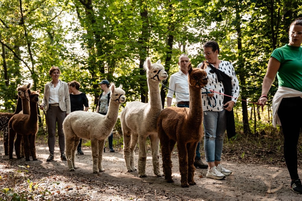 Alpacafarm Vorstenbosch Google Ads roas resultaten
